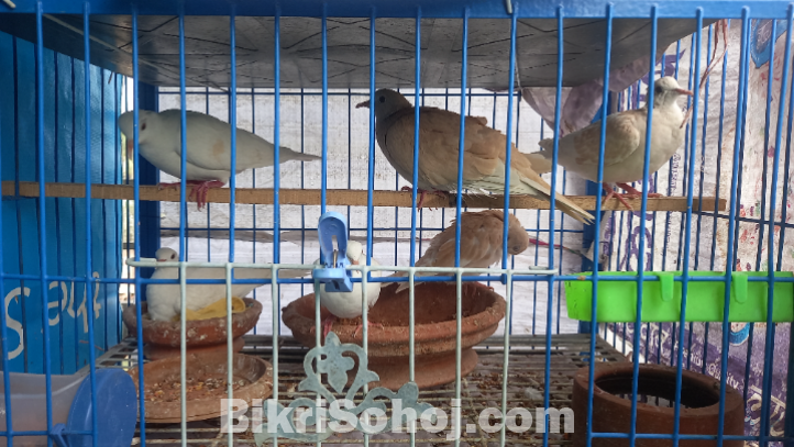 Australian ঘুঘু